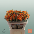 Spray Rose - Rosa - Orange Queen