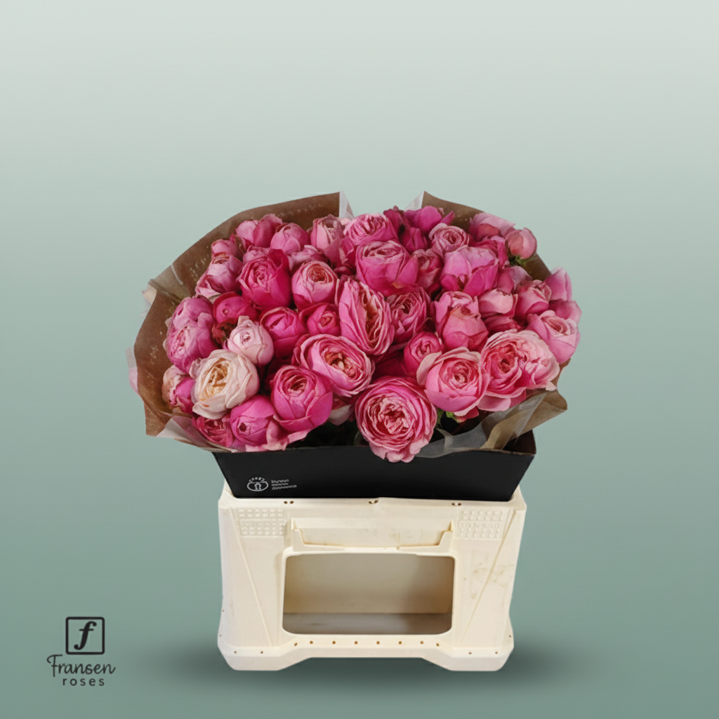 Spray Rose - Rosa - Silva Pink+