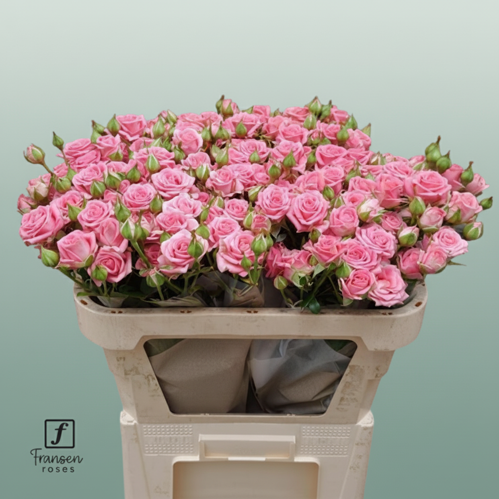 Spray Rose - Rosa - Emilia