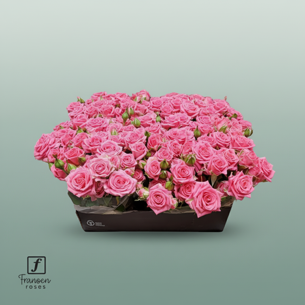 Spray Rose - Rosa - Emilia