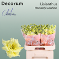 Eustoma Heavenly Dyed Sunshine