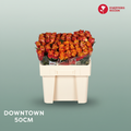 Rose - Rosa - Downtown
