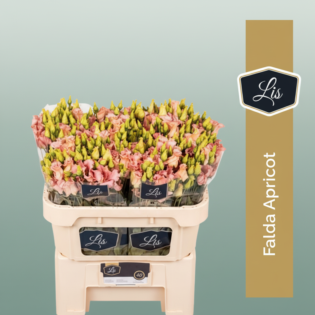 Lisianthus Falda Apricot