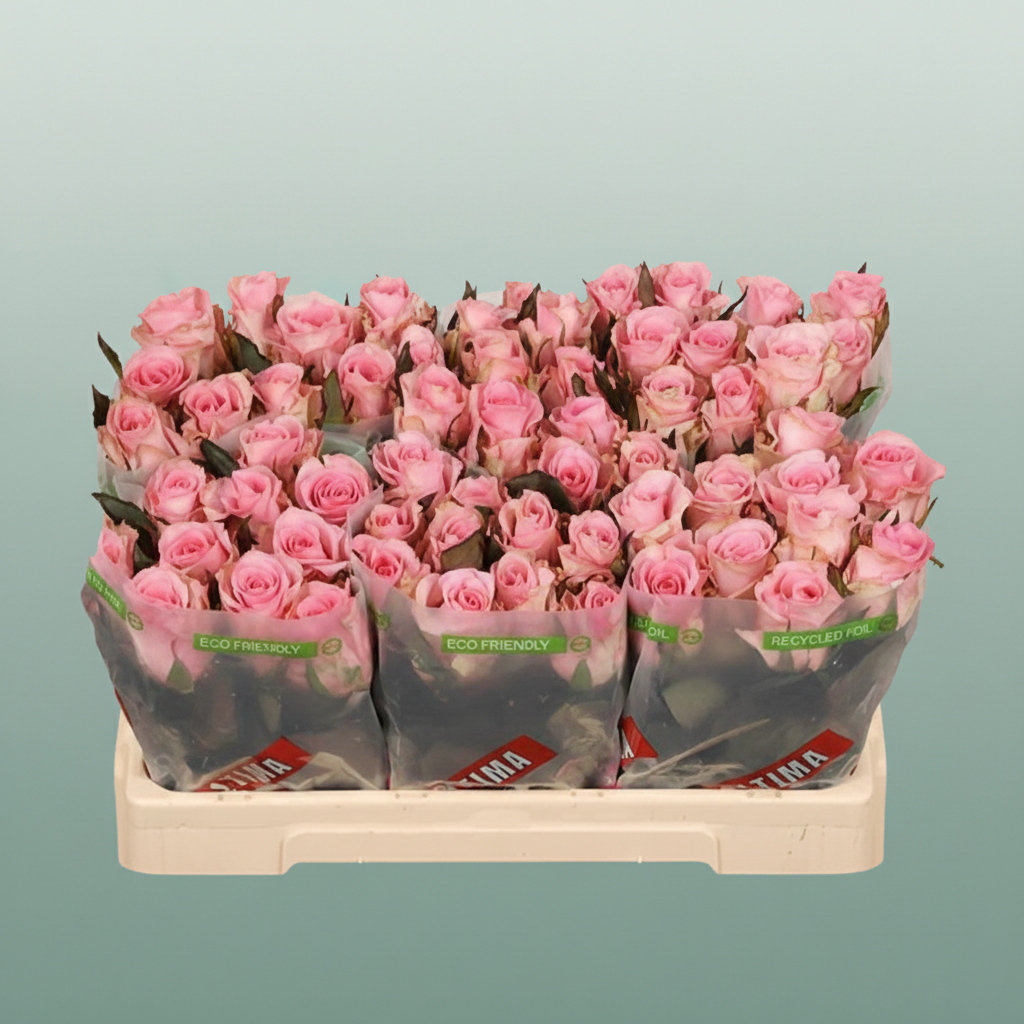Rose - Rosa - Jessika