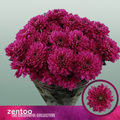 Spray Chrysanthemum - Chrysanthemum - Fabienne Purple