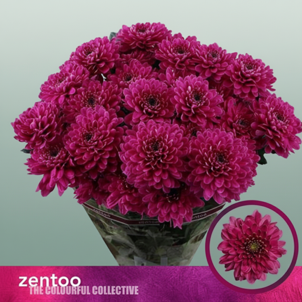 Spray Chrysanthemum - Chrysanthemum - Fabienne Purple