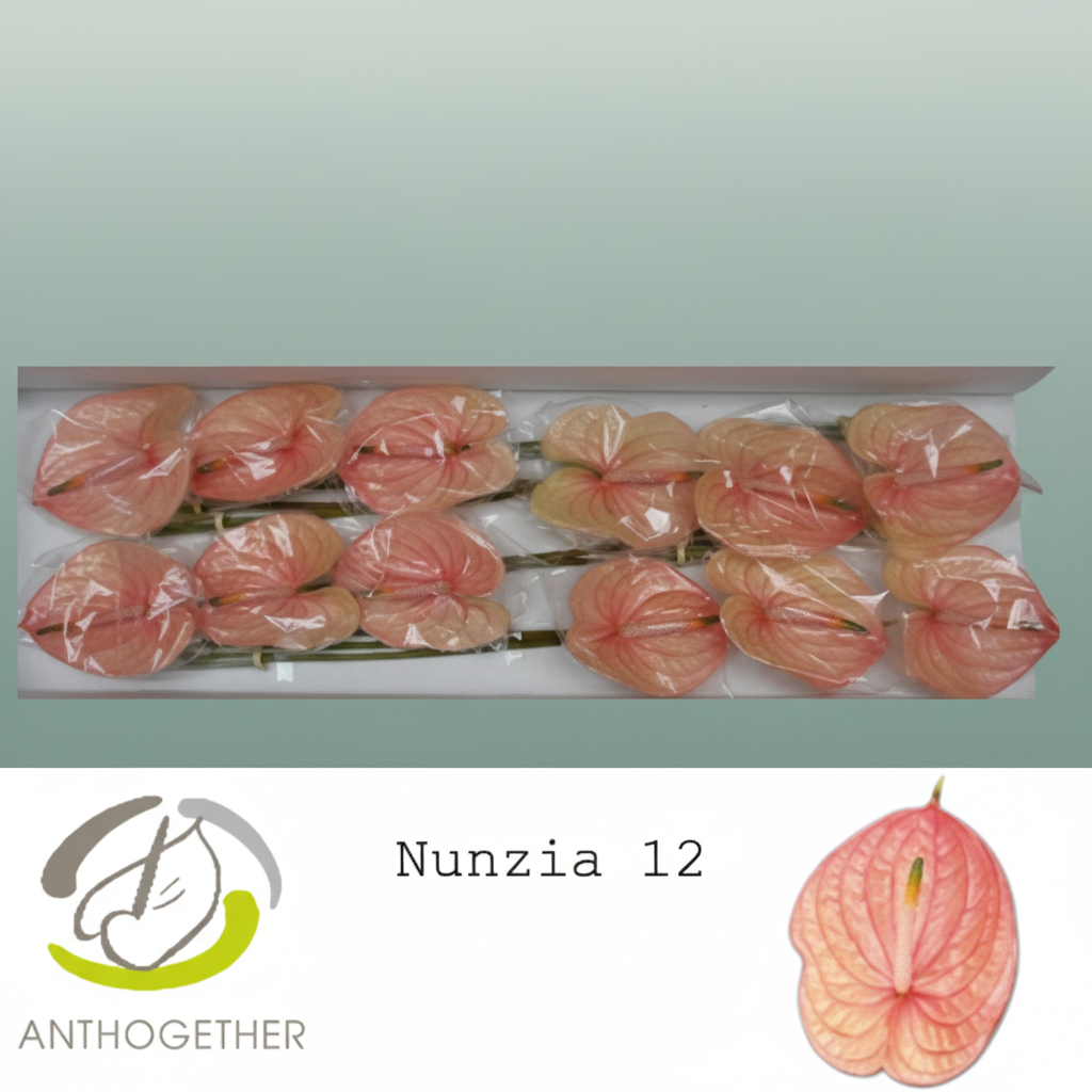 White Anthurium ‘Antharizik’ – 45cm Stems