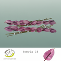 Purple Anthurium ‘Previa’ – 35cm Stems