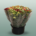 Carnation - Dianthus - Gemengd
