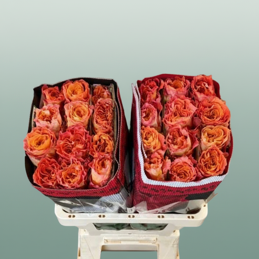 Rose - Rosa - Free Spirit