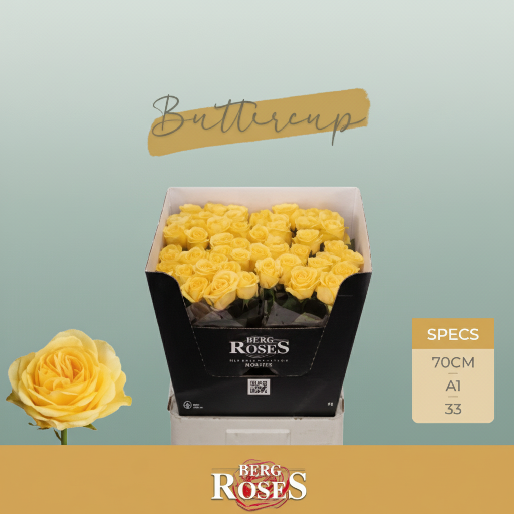 Rose - Rosa - Buttercup