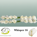 White Anthurium ‘Whisper’ – 40cm Stems