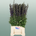 Aconitum Na Arendsii