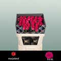Rose - Rosa - Xoch