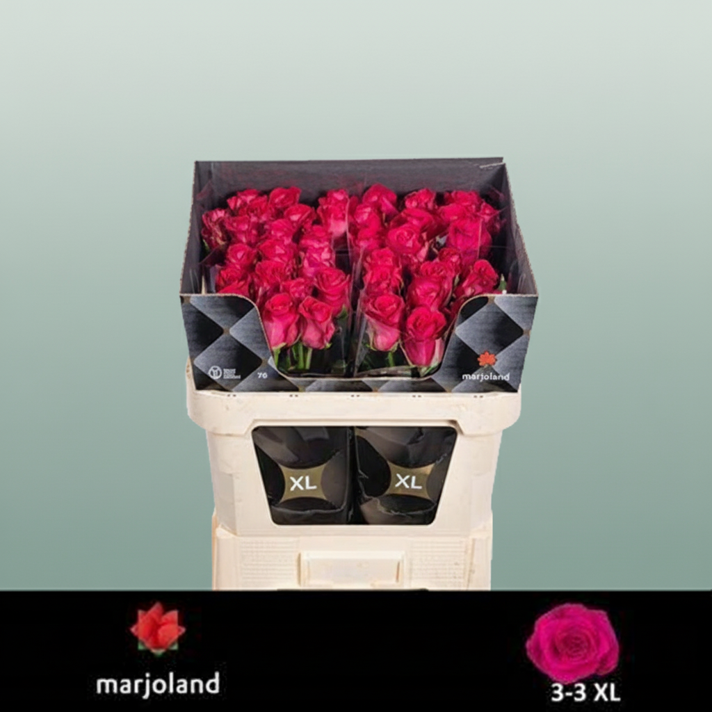 Rose - Rosa - Xoch