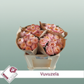 Rose - Rosa - Vuvuzela