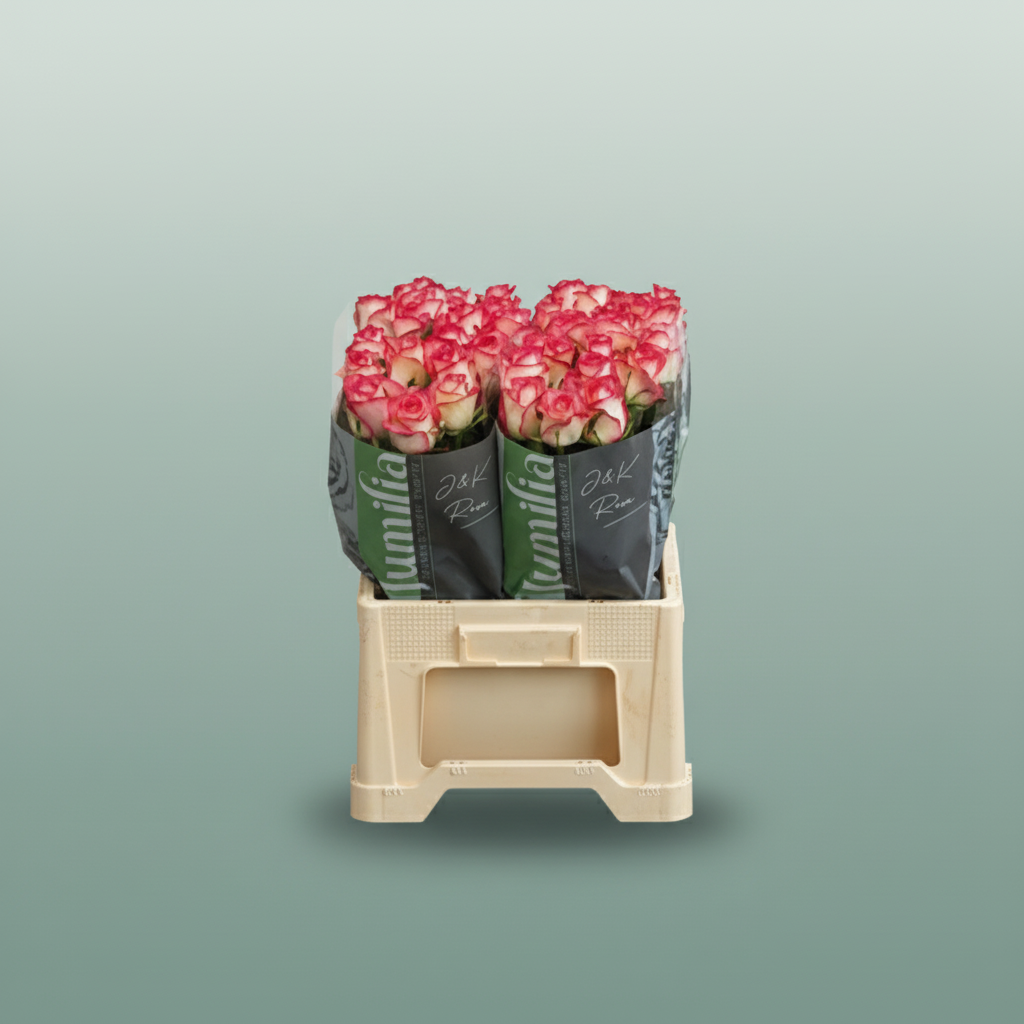 Rose - Rosa - Jumilia
