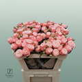 Spray Rose - Rosa - First Date