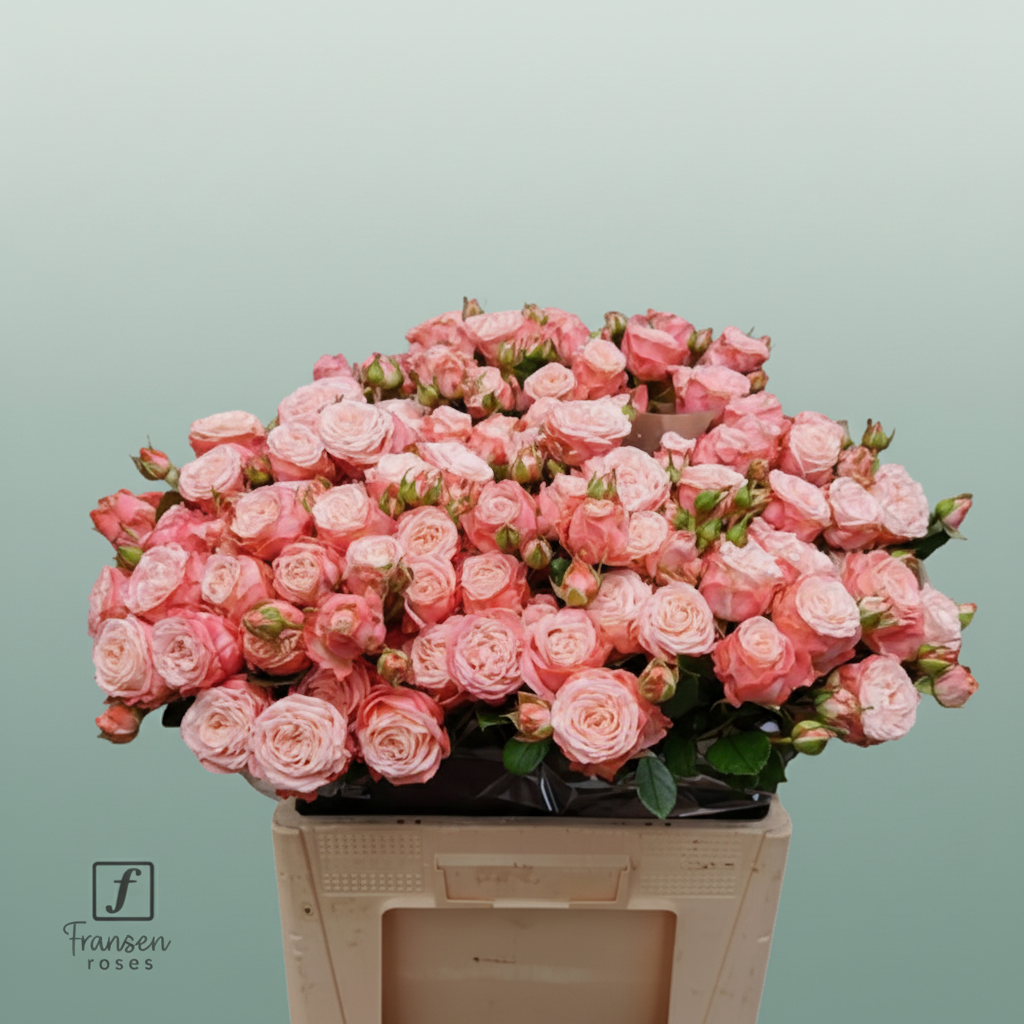 Spray Rose - Rosa - First Date