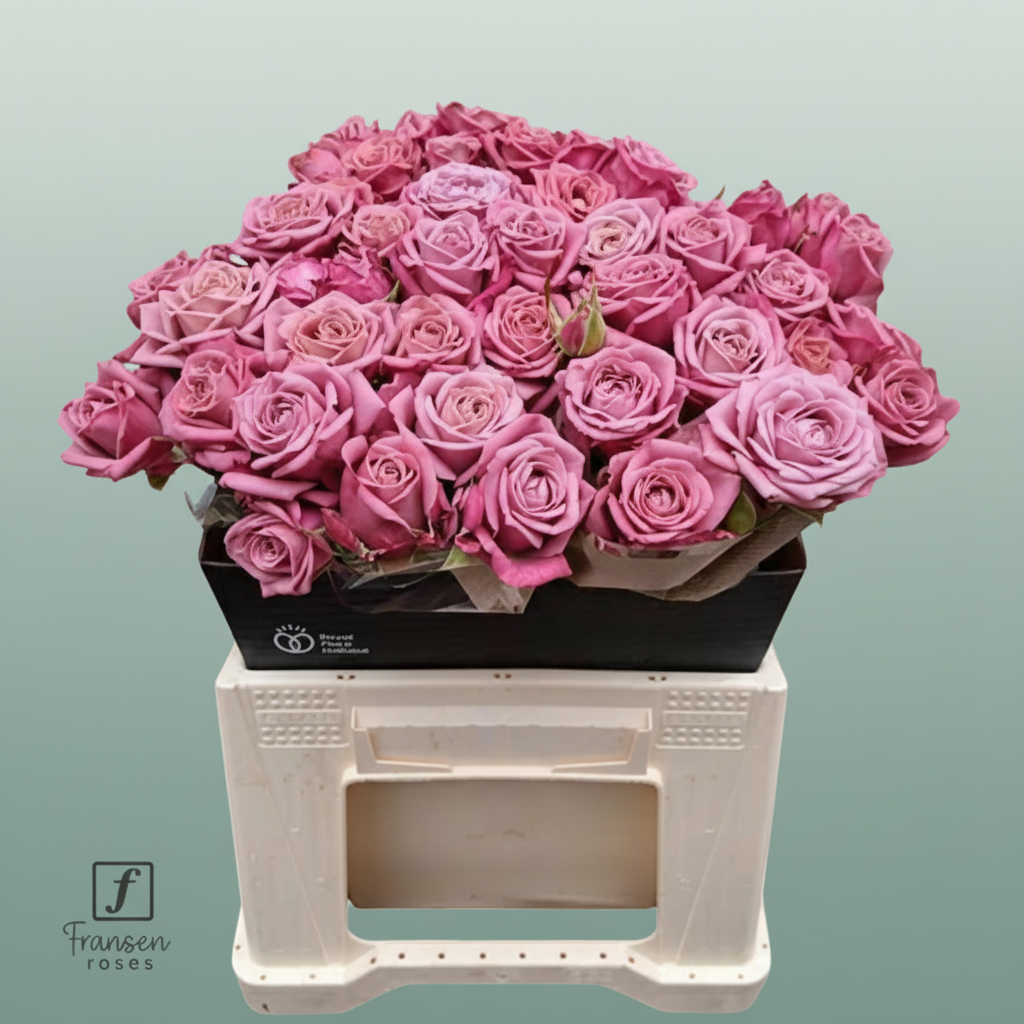 Spray Rose - Rosa - Purple Queen
