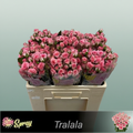 Spray Rose - Rosa - Tralala