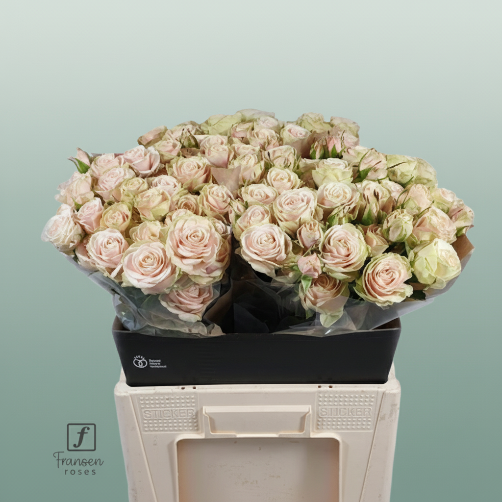 Spray Rose - Rosa - Whitney