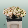 Spray Rose - Rosa - Whitney