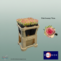 Rose - Rosa - Pink Journey