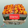 Rose Eq Silantoi