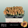 Rose Salty Caramel