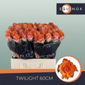 Rose - Rosa - Twilight