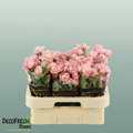 Spray Rose - Rosa - Julietta