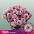 Spray Chrysanthemum - Letsgo Pink