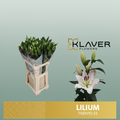 Lily - Lilium - Tisento