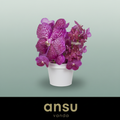 Orchid Vanda Su Mag Glitter