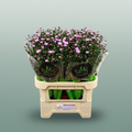 Double Purple Aster ‘Nachtvlinder Ivon’ – 80cm Stems