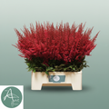 Red Astilbe ‘Paul Gäarder’ – 60cm Stems