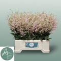 Pink Astilbe ‘Europa’ – 60cm Stems