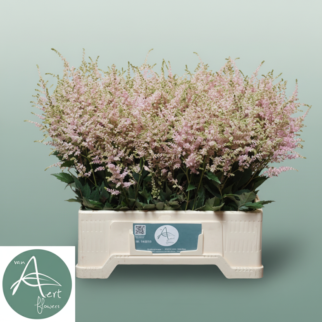 Pink Astilbe ‘Europa’ – 60cm Stems
