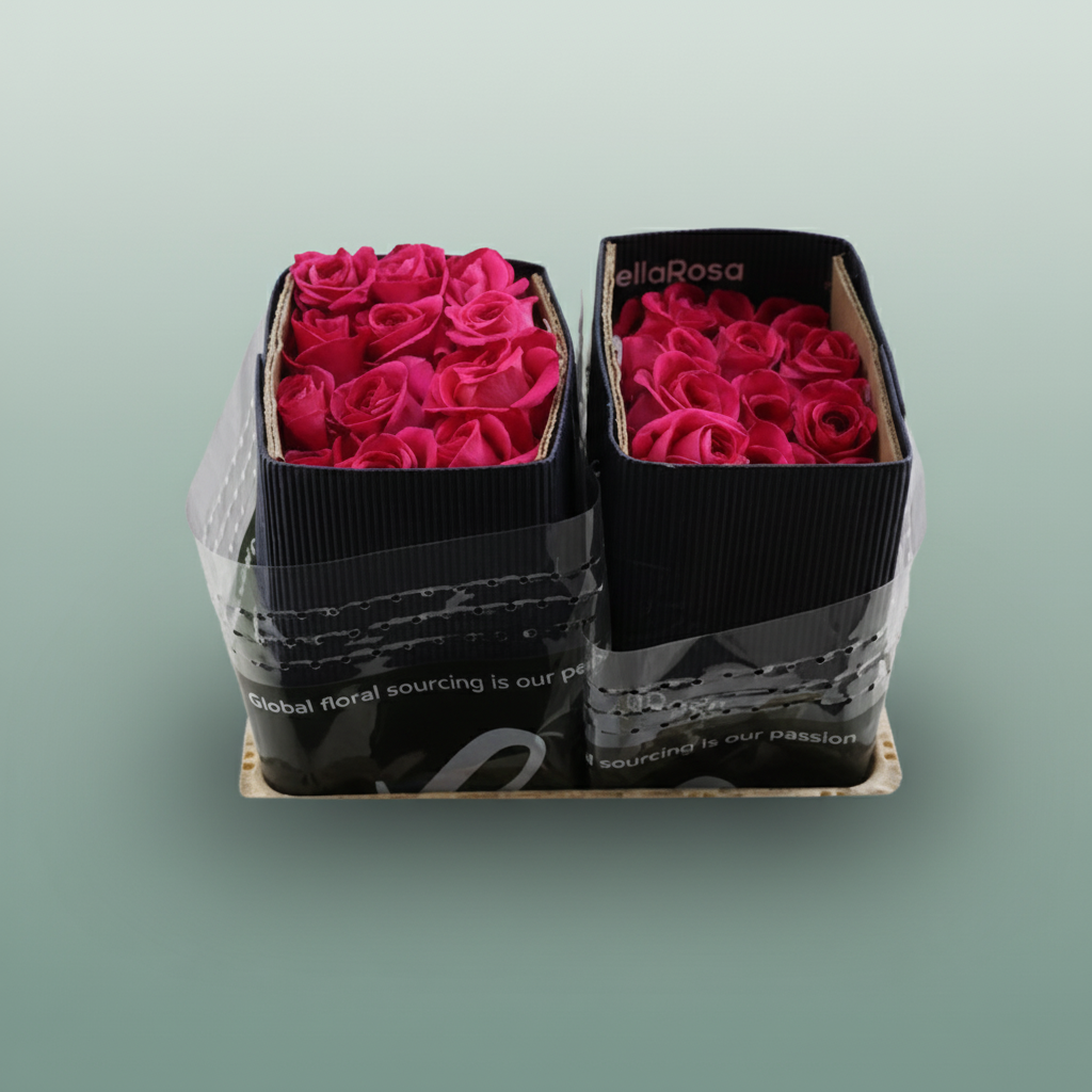 Rose - Rosa - Pink Floyd