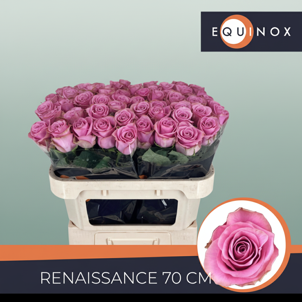 Rose - Rosa - Renaissance