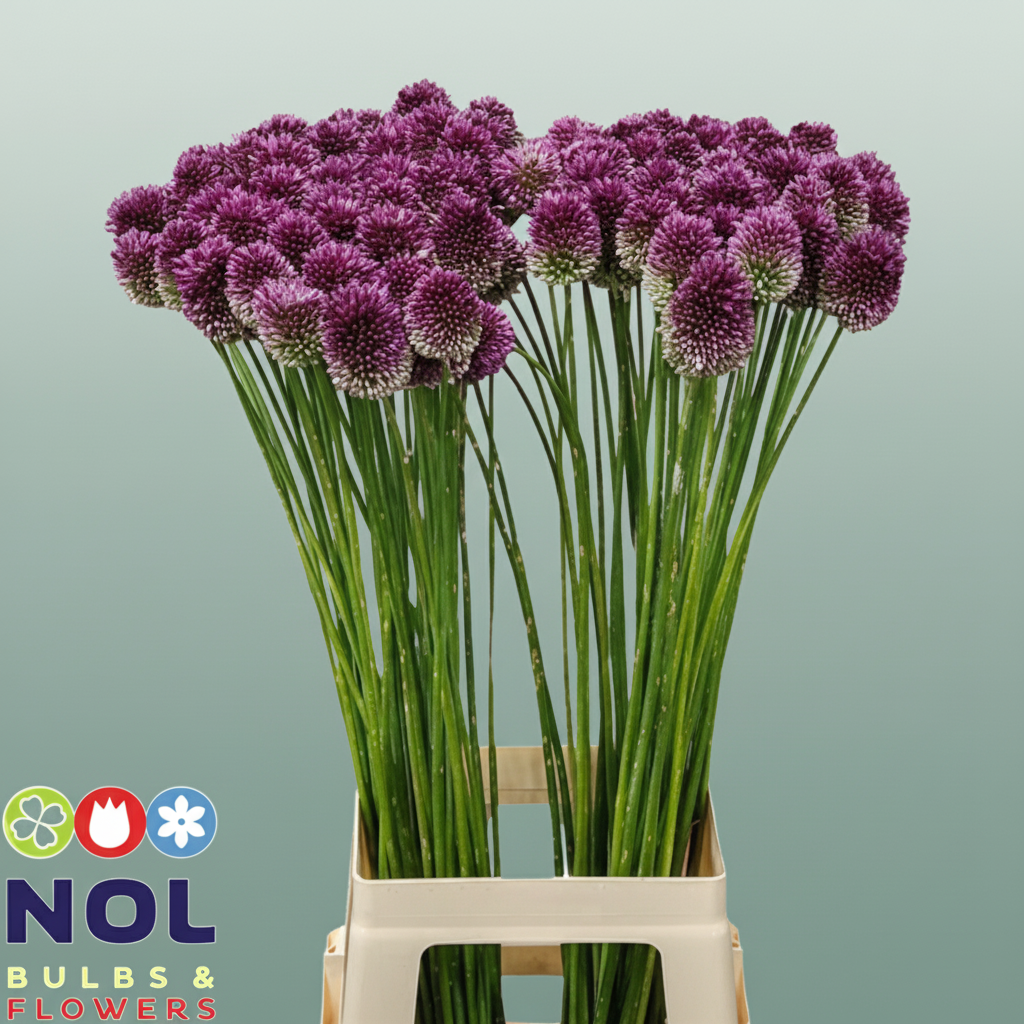 Pink Allium Sphaerocephalon – 80cm Stems