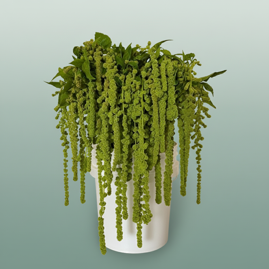 Green Amaranthus ‘Cycloop’ – 75cm Stems