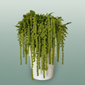 Green Amaranthus ‘Cycloop’ – 75cm Stems