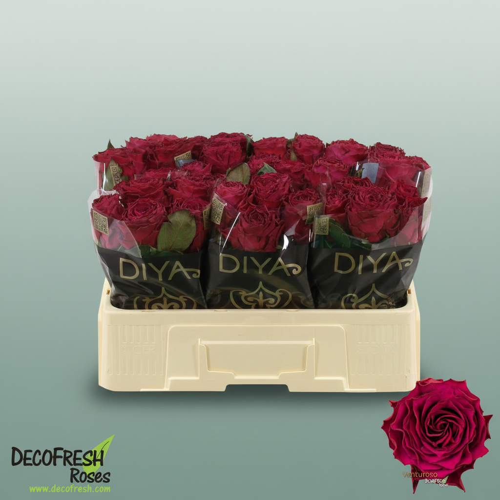Rose - Rosa - Venturoso