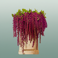 Purple Amaranthus Rosary – 75cm Stems
