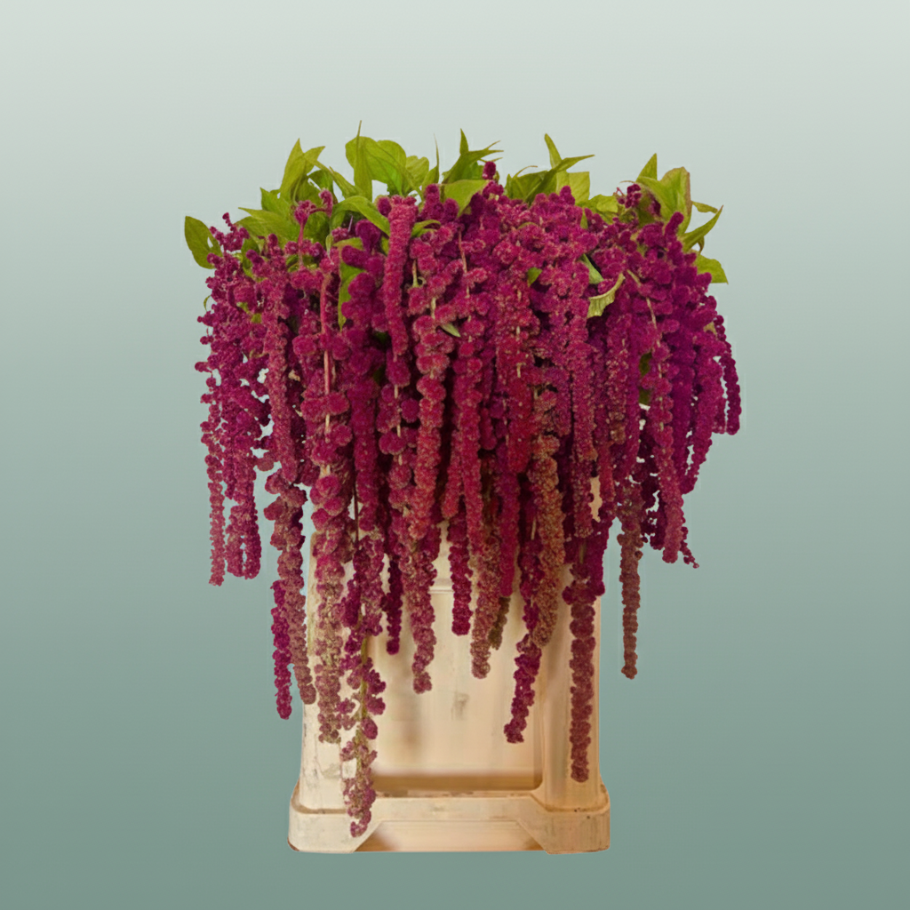 Purple Amaranthus Rosary – 75cm Stems