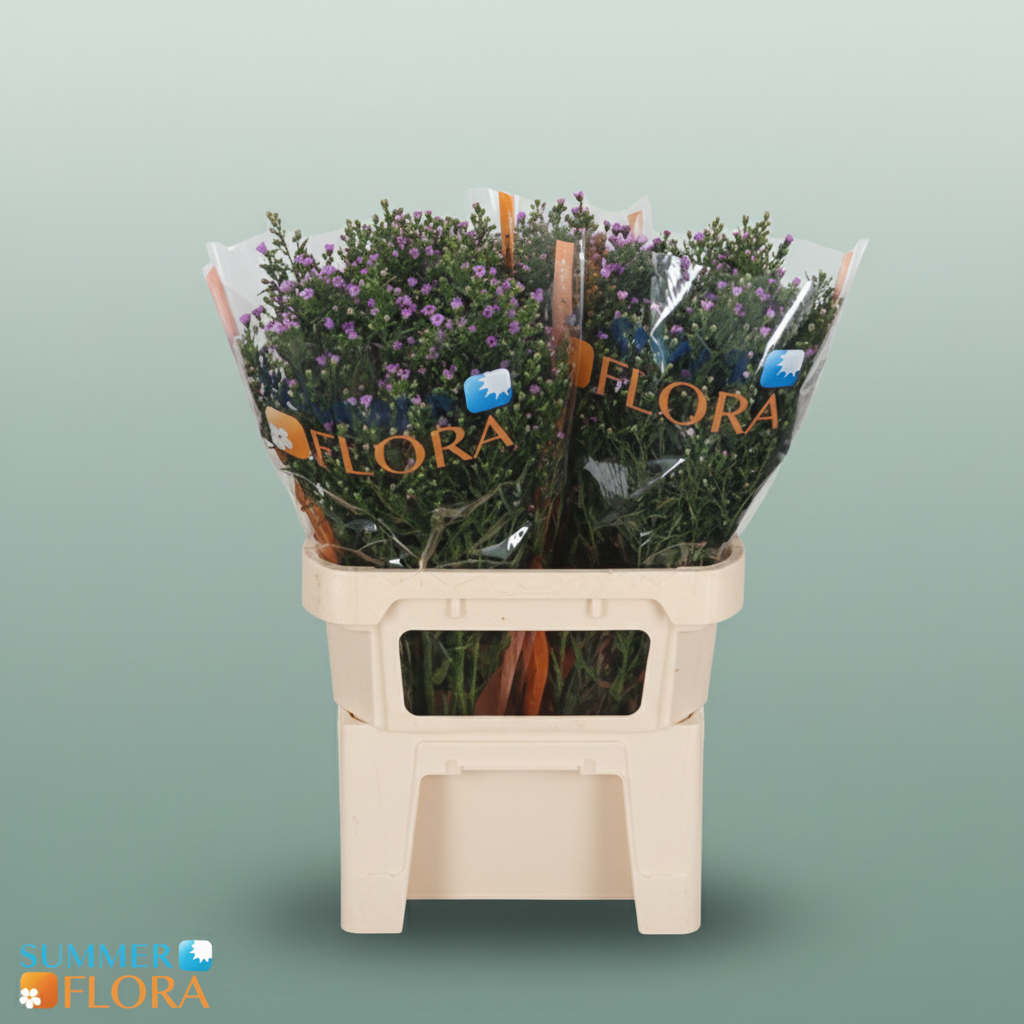 Aster Painted Lady
