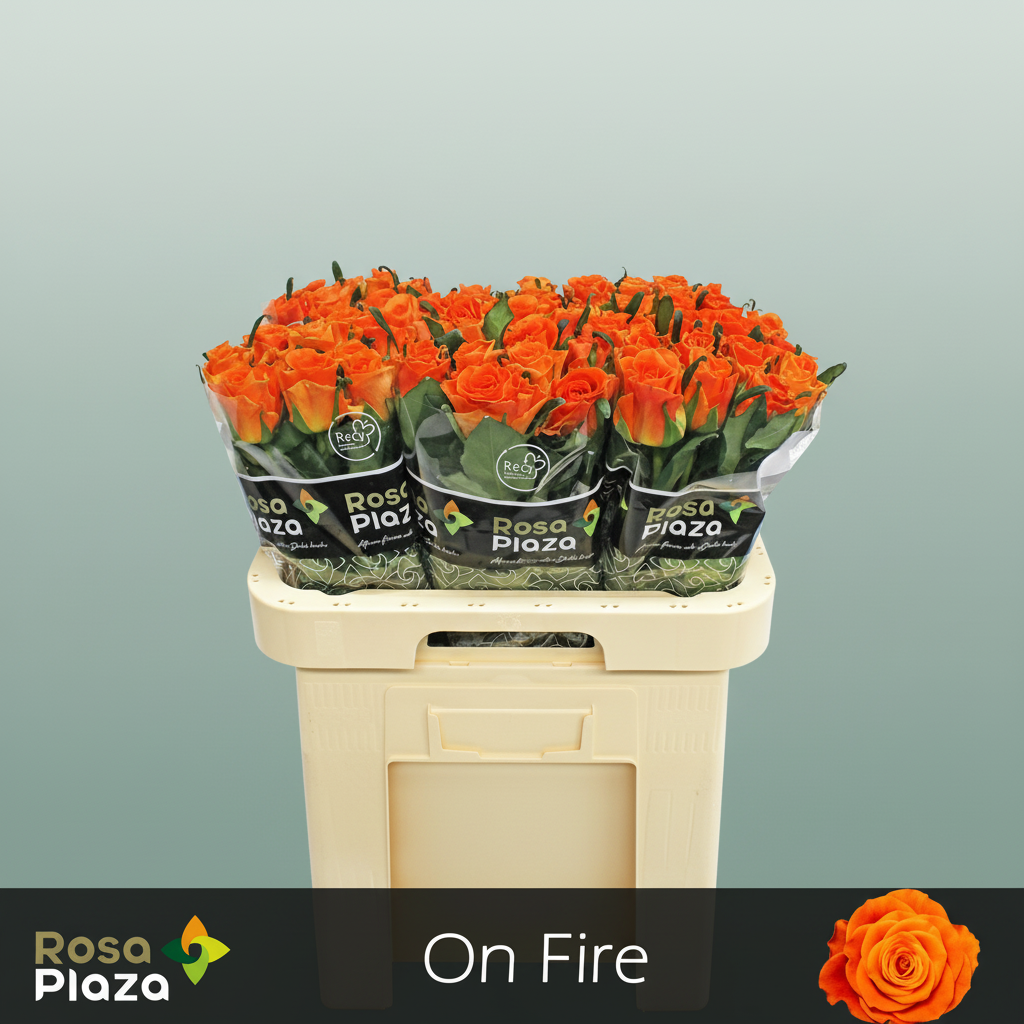 Rose - Rosa - On Fire