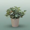Eucalyptus - Eucalyptus - polyanthemos (fruit)